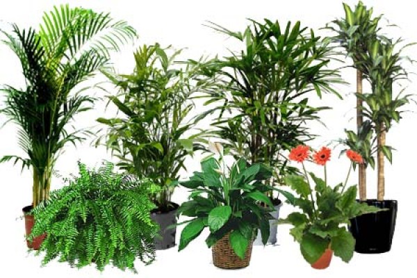air-cleaning-houseplants-600x400