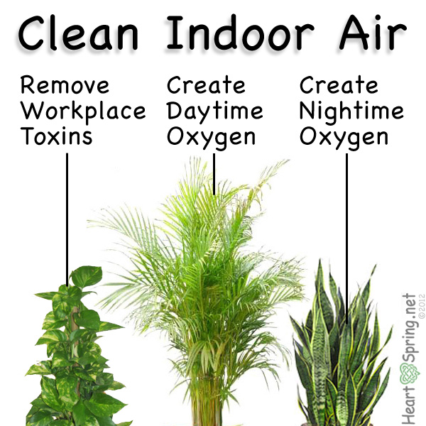air_filter_indoor_plants-600