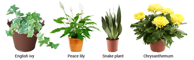 pollution-plants